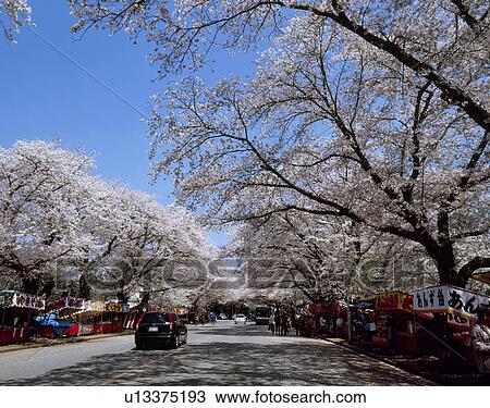 Stock Image - Cherry Blossoms, Inzai, Chiba, Japan. Fotosearch