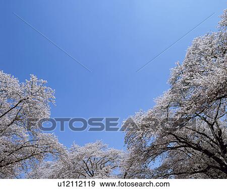 Cherry Blossoms, Inzai, Chiba, Japan View Large Photo Image Stock Photo - Cherry Blossoms, Inzai, Chiba, Japan. Fotosearch