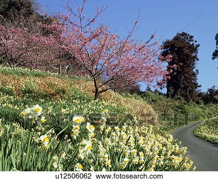 Stock Image - Etsuki Suisen Road, Kyonan, Chiba, Japan. Fotosearch