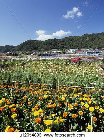 Stock Image - Flower Garden, Minamiboso, Chiba, Japan. Fotosearch