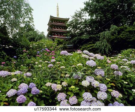 Picture - Hondoji, Matsudo, Chiba, Japan. Fotosearch
