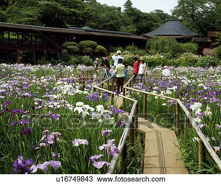 Stock Image - Iris, Matsudo, Chiba, Japan. Fotosearch