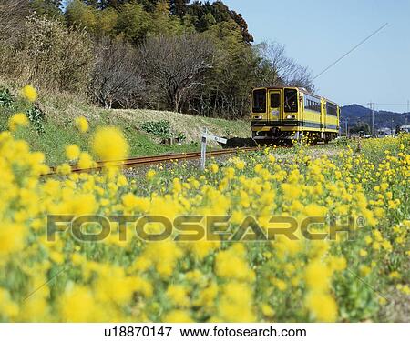 Stock Photo - Isumi Train, Isumi, Chiba, Japan. Fotosearch