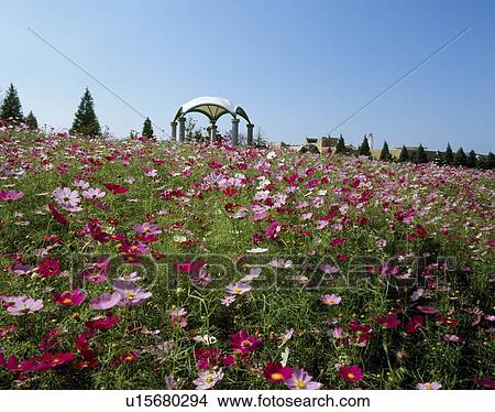 Makinohara Park, Inzai, Chiba, Japan View Large Photo Image Picture - Makinohara Park, Inzai, Chiba, Japan. Fotosearch