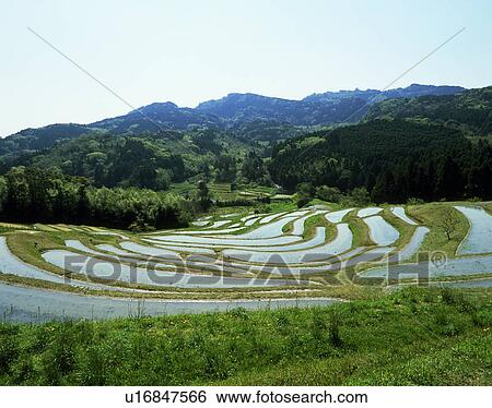 Stock Photograph - Oyama Senmaida, Kamogawa, Chiba, Japan. Fotosearch