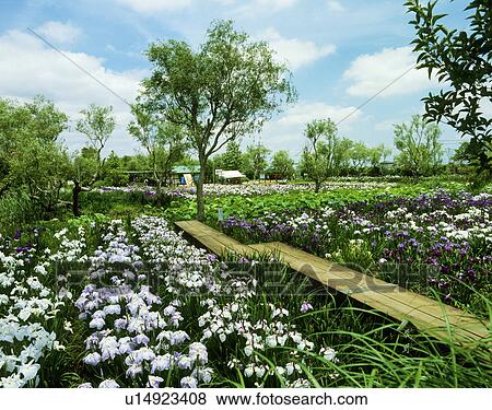 Stock Photo - Suigou Sawara Municipal Aquatic Botanical Garden, Katori, Chiba, Japan. Fotosearch