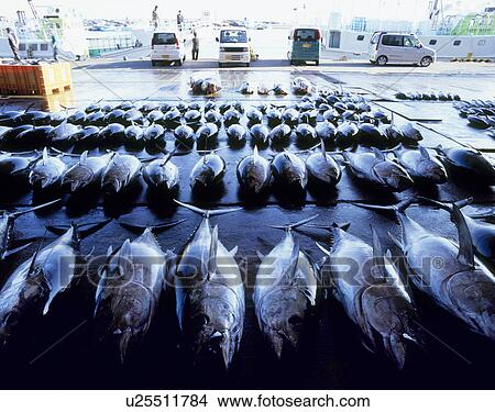 Picture - Tuna At Fish Market, Choshi, Chiba, Japan. Fotosearch