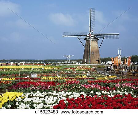 Windmill, Sakura, Chiba, Japan View Large Photo Image Stock Image - Windmill, Sakura, Chiba, Japan. Fotosearch
