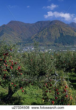 Stock Photo - Apple Orchard, Nakano, Nagano, Japan. Fotosearch