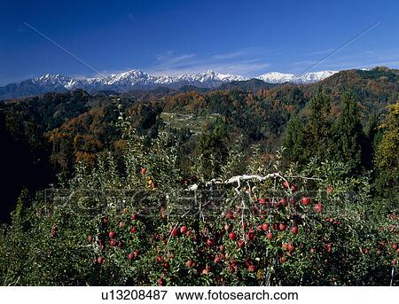 Apple Orchard, Ogawa, Nagano, Japan View Large Photo Image Stock Photo - Apple Orchard, Ogawa, Nagano, Japan. Fotosearch