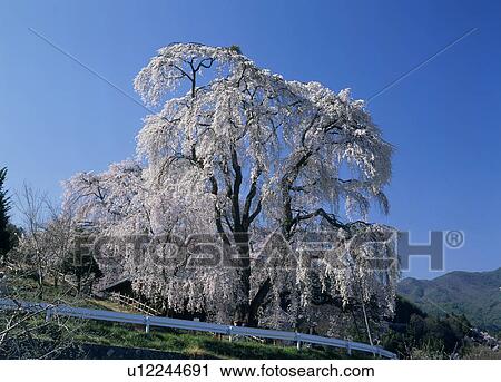 Cherry Blossoms, Ina, Nagano, Japan View Large Photo Image Stock Image - Cherry Blossoms, Ina, Nagano, Japan. Fotosearch