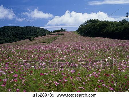 Stock Photography - Cosmos, Saku, Nagano, Japan. Fotosearch
