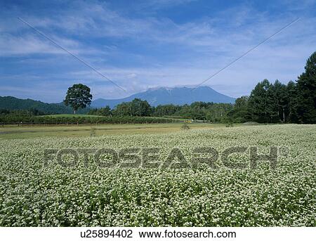 Field Of Buckwheat, Kiso, Nagano, Japan View Large Photo Image Stock Image - Field Of Buckwheat, Kiso, Nagano, Japan. Fotosearch