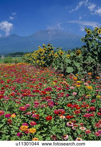 Picture - Flower Garden, Karuizawa, Nagano, Japan. Fotosearch