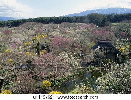 Stock Image - Ina Plum Garden, Minowa, Nagano, Japan. Fotosearch