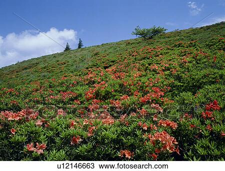 Japanese Azalea, Okaya, Nagano, Japan View Large Photo Image Stock Image - Japanese Azalea, Okaya, Nagano, Japan. Fotosearch