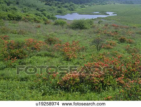 Japanese Azalea, Shimosuwa, Nagano, Japan View Large Photo Image Picture - Japanese Azalea, Shimosuwa, Nagano, Japan. Fotosearch
