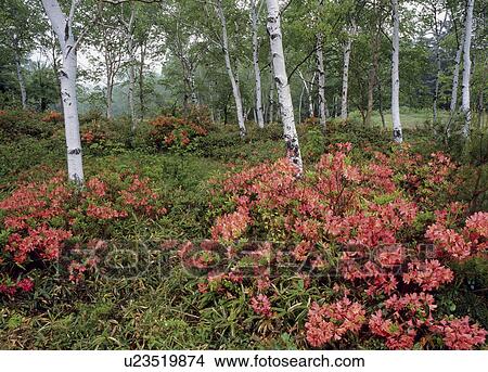 Picture - Japanese Azalea, Suzaka, Nagano, Japan. Fotosearch