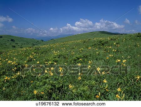Stock Image - Kirigamine Highland, Suwa, Nagano, Japan. Fotosearch
