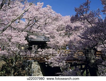 Stock Image - Ounkyo Bridge, Ina, Nagano, Japan. Fotosearch