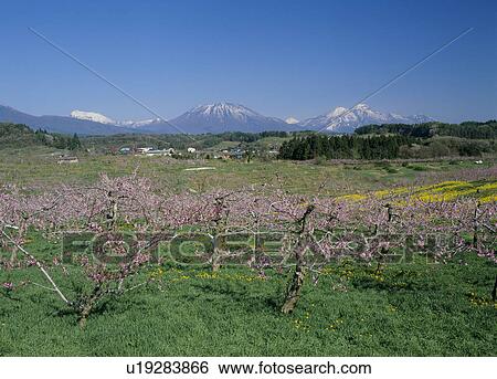 Peach Blossoms, Iizuna, Nagano, Japan View Large Photo Image Stock Photograph - Peach Blossoms, Iizuna, Nagano, Japan. Fotosearch