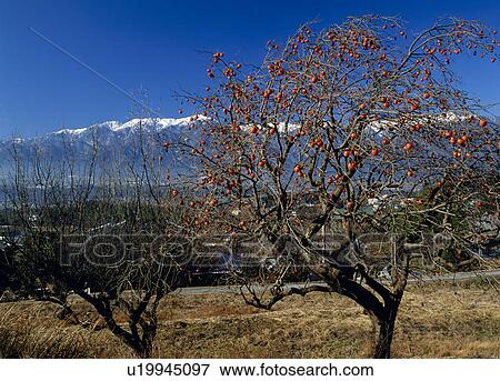 Persimmon Tree, Komagane, Nagano, Japan View Large Photo Image Stock Photo - Persimmon Tree, Komagane, Nagano, Japan. Fotosearch