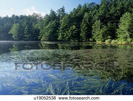 Pond Shirakoma, Sakuho, Nagano, Japan View Large Photo Image Stock Photo - Pond Shirakoma, Sakuho, Nagano, Japan. Fotosearch