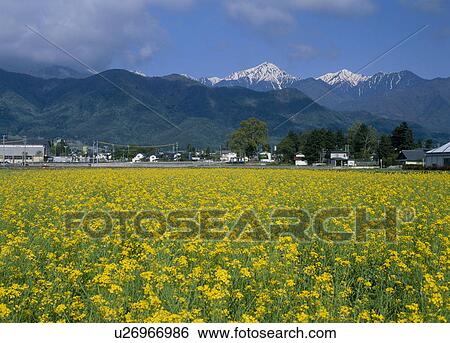 Stock Photograph - Rape Blossoms, Azumino, Nagano, Japan. Fotosearch