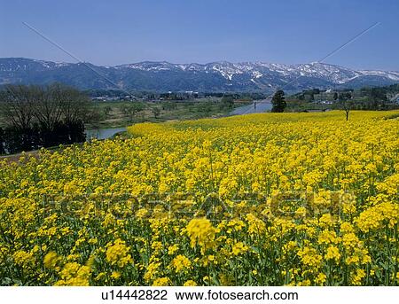 Rape Blossoms, Iiyama, Nagano, Japan View Large Photo Image Stock Image - Rape Blossoms, Iiyama, Nagano, Japan. Fotosearch