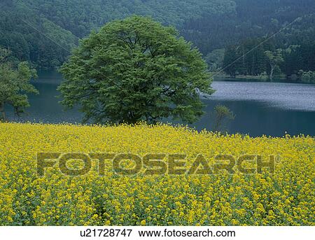 Stock Photo - Rape Blossoms, Iiyama, Nagano, Japan. Fotosearch