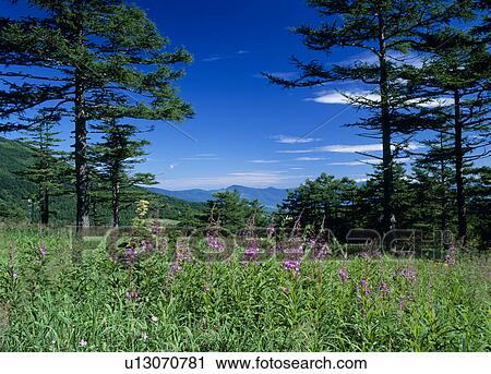 Takamine Highland, Komoro, Nagano, Japan View Large Photo Image Stock Image - Takamine Highland, Komoro, Nagano, Japan. Fotosearch