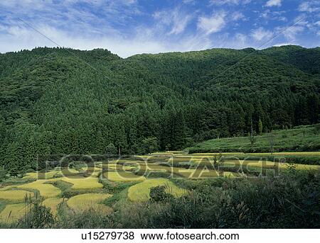 Terraced Rice Paddies, Iiyama, Nagano, Japan View Large Photo Image Stock Photo - Terraced Rice Paddies, Iiyama, Nagano, Japan. Fotosearch