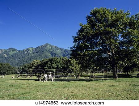Togakushi Farm, Nagano, Japan View Large Photo Image Stock Image - Togakushi Farm, Nagano, Japan. Fotosearch