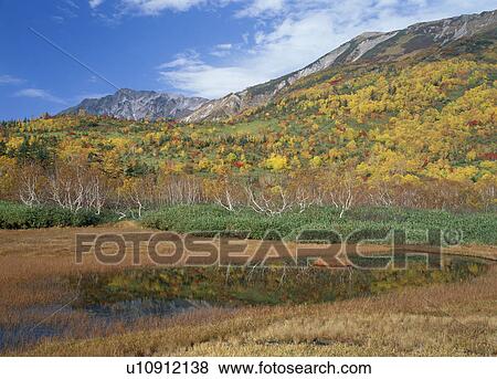 Stock Photo - Tsugaike Highland, Otari, Nagano, Japan. Fotosearch
