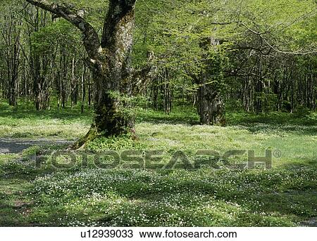 Stock Image - Wind Flower, Matsumoto, Nagano, Japan. Fotosearch