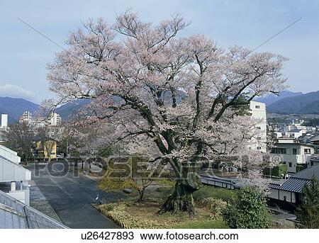 Yasutomi Zakura, Iida, Nagano, Japan View Large Photo Image Stock Image - Yasutomi Zakura, Iida, Nagano, Japan. Fotosearch
