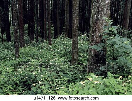 Stock Photograph - Chausuyama Highland, Toyone, Aichi, Japan. Fotosearch
