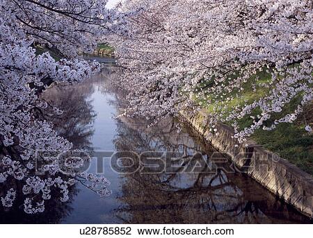 Cherry Blossoms and Gojo River, Iwakura, Aichi, Japan View Large Photo Image Stock Image - Cherry Blossoms and Gojo River, Iwakura, Aichi, Japan. Fotosearch