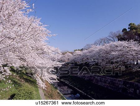 Stock Image - Cherry Blossoms At Yamazaki River. Fotosearch