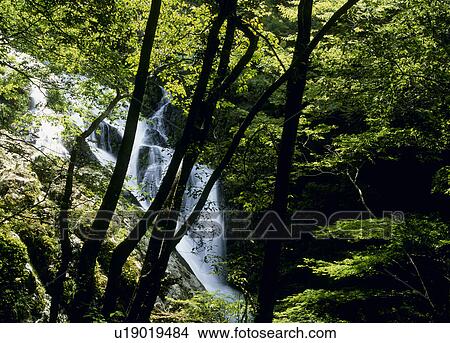 Picture - Hyakkendaki, Shinjo, Aichi, Japan. Fotosearch