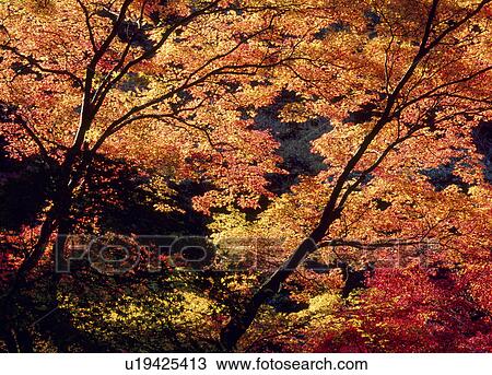 Stock Image - Korankei, Tohota, Aichi, Japan. Fotosearch