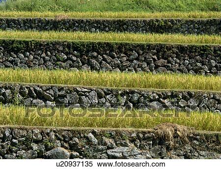 Nagaenotanada, Shitara, Aichi, Japan View Large Photo Image Stock Photography - Nagaenotanada, Shitara, Aichi, Japan. Fotosearch