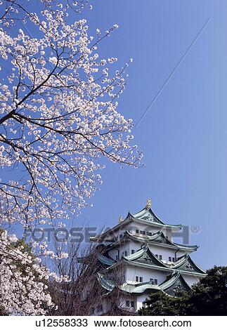 Stock Image - Nagoya Castle And Cherry Blossoms, Nagoya, Aichi, Japan. Fotosearch