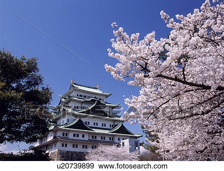 Stock Photo - Nagoya Castle And Cherry Blossoms, Nagoya, Aichi, Japan. Fotosearch