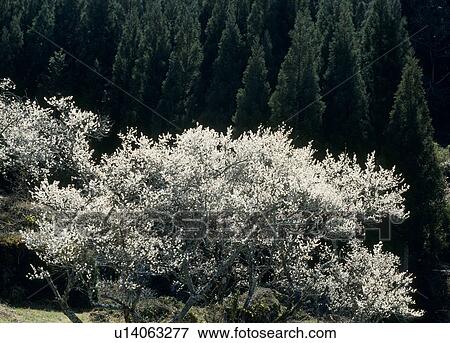 Plum Blossoms, Kaore, Shinjo, Aichi, Japan View Large Photo Image Stock Photo - Plum Blossoms, Kaore, Shinjo, Aichi, Japan. Fotosearch