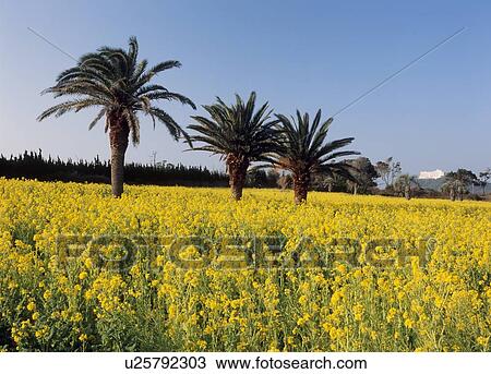 Rape Blossoms, Tahara, Aichi, Japan View Large Photo Image Stock Image - Rape Blossoms, Tahara, Aichi, Japan. Fotosearch