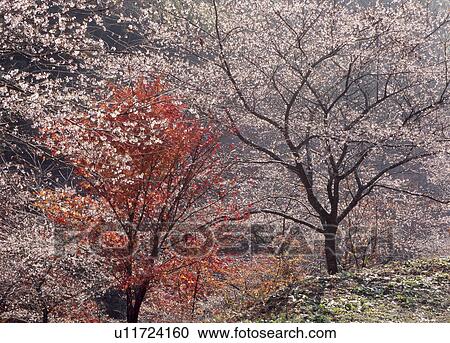 Stock Image - Rosebud Cherry Blossoms, Obara, Toyota, Aichi, Japan. Fotosearch