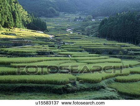 Yotsuyasenmaida, Shinjo, Aichi, Japan View Large Photo Image Stock Photo - Yotsuyasenmaida, Shinjo, Aichi, Japan. Fotosearch