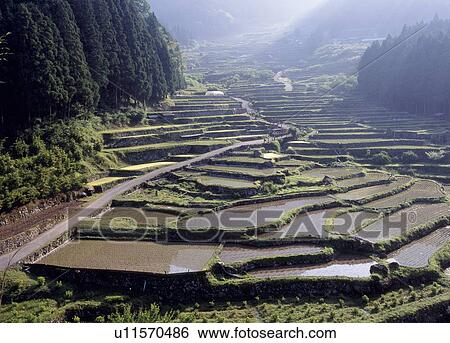 Stock Photograph - Yotsuyasenmaida, Shinjo, Aichi, Japan. Fotosearch