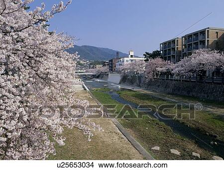 Picture - Ashiya River, Ashiya, Hyogo, Japan. Fotosearch